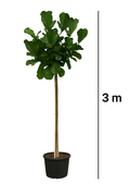 Violinfigen Ficus lyrata Ø60 cm potte