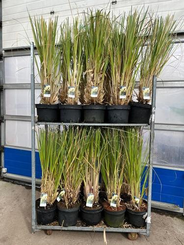 CORTADERIA SELLOANA Ø28 cm pot