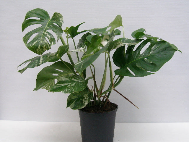 Monstera 30cm pot