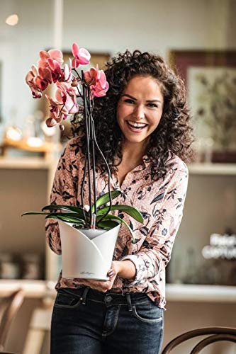 LECHUZA ORCHIDEA weiß matt 13960