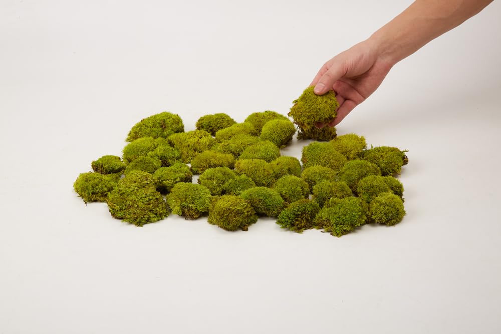 Prefleur konservierte Pflanzen Stange Mooskissen Dutt Kissen Natur Grün Dekorativ Echt Natur Grün DIY Kit Terrarien Gartenarbeit Kunst Wanddekoration Florist Dekor (Green-d, 1.5 sq.ft.)