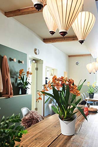 LECHUZA ORCHIDEA weiß matt 13960