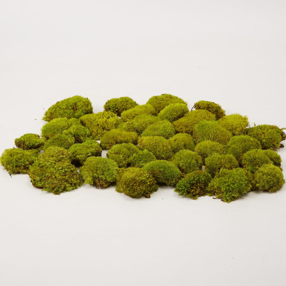 Prefleur konservierte Pflanzen Stange Mooskissen Dutt Kissen Natur Grün Dekorativ Echt Natur Grün DIY Kit Terrarien Gartenarbeit Kunst Wanddekoration Florist Dekor (Green-d, 1.5 sq.ft.)