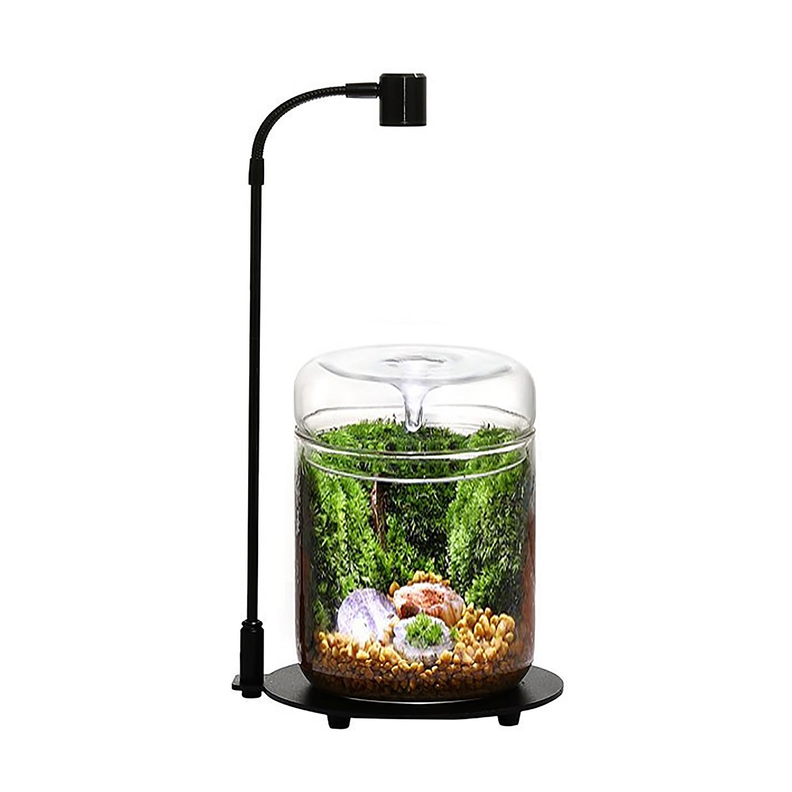 Glas Pflanzen Terrarium 12 x 17.5cm Zoll Sukkulenten Luftplanter Farn Moos Micro-Landschaft Vase für die Dekoration von Zuhause Büro Tischplatte Container mit Deckel Indoor (mit Licht)