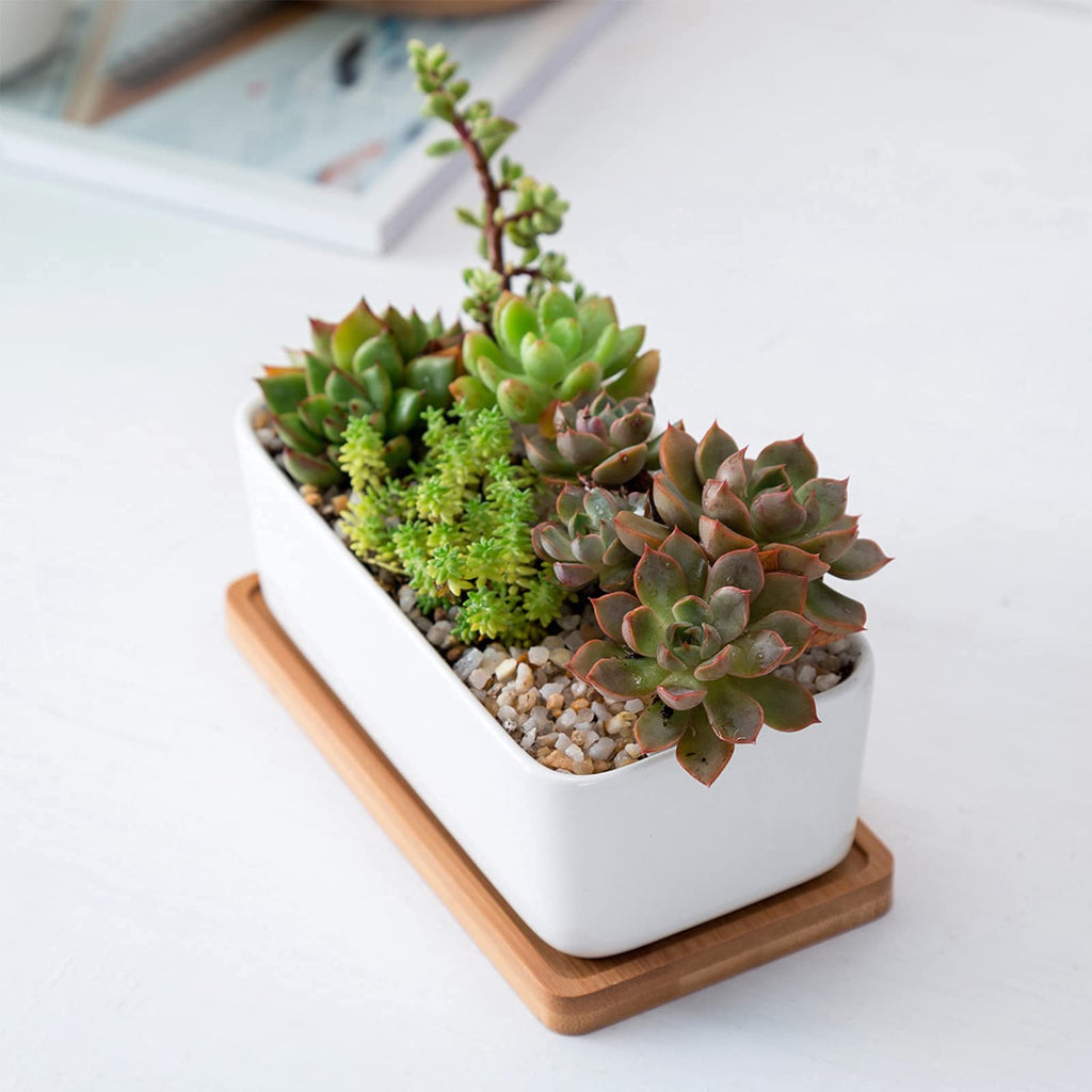 Weiße Keramik Sukkulenten Blumentöpfe, ARVINKEY 1 rechteckiger Blumentopf + 1 runder Übertopf, 2er Set kleine Kaktusbehälter, Bonsai-Töpfe, Blumentöpfe mit Abflusslöchern Bambus-Tablett (ohne Pflanze)