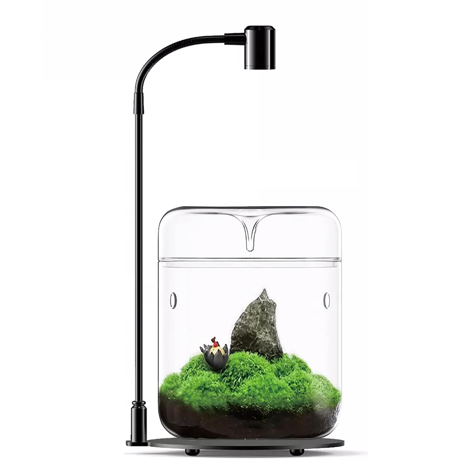 Glas Pflanzen Terrarium 12 x 17.5cm Zoll Sukkulenten Luftplanter Farn Moos Micro-Landschaft Vase für die Dekoration von Zuhause Büro Tischplatte Container mit Deckel Indoor (mit Licht)