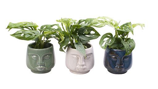 3 stk mini monstera