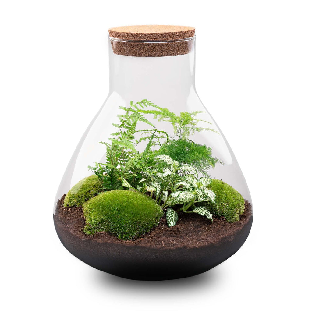 Exotenherz Flaschengarten Sam XL - DIY-Pflanzenterrarium - 35cm hoch