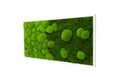 Moosbild Pflanzenbild mit River Design im Verlauf 50% Kugelmoos und 50% Flachmoos rechteckig, Wandbild, Mooswand, Pflanzenbild mit Bollenmoos, Plattenmoos und Holzrahmen (110x55, weiß)