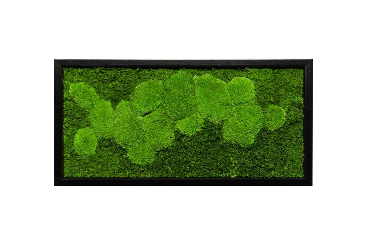 Moosbild Pflanzenbild mit Kugelmoos und Flachmoos versch. Maße günstig (Schwarz, 60x30 cm)