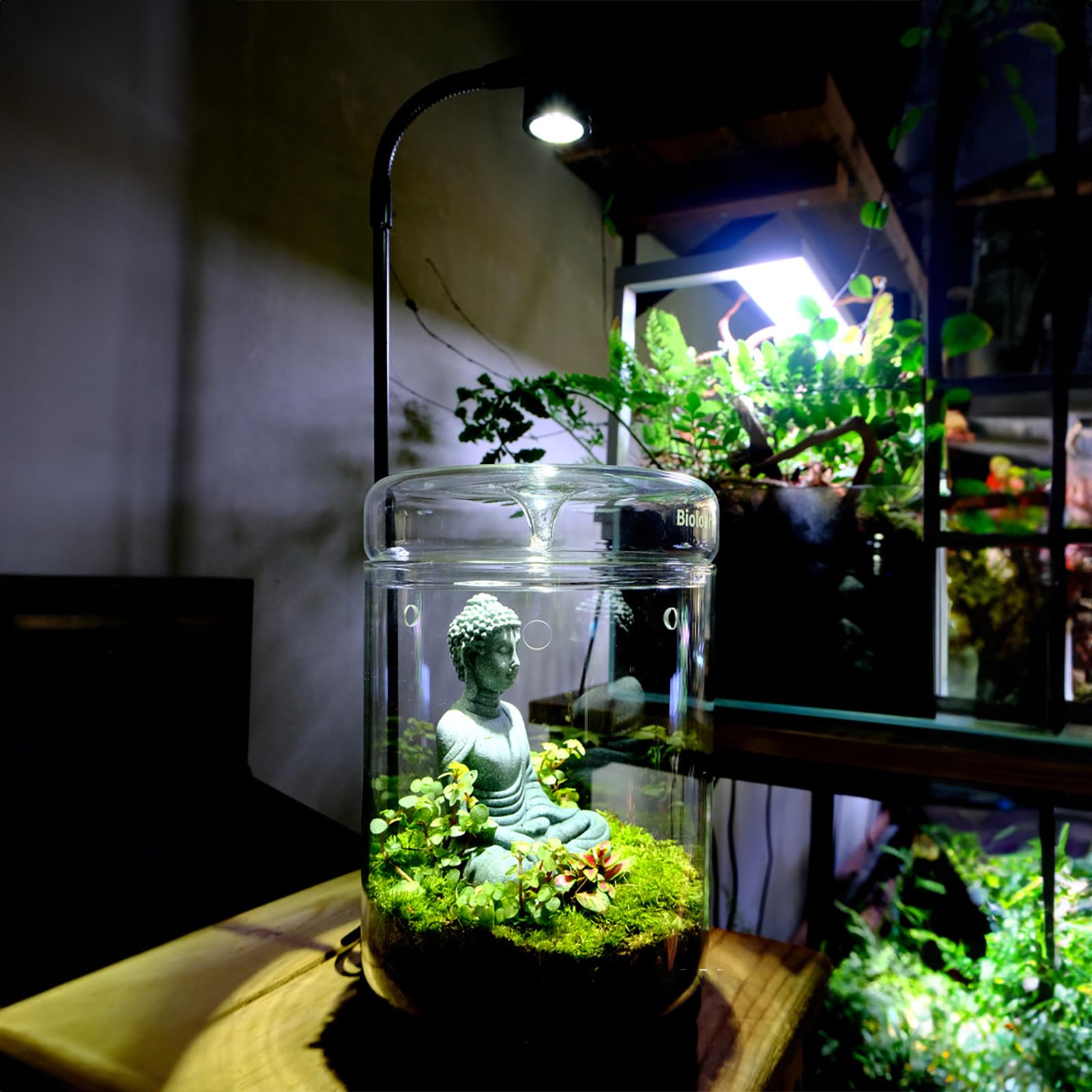 Glas Pflanzen Terrarium 12 x 17.5cm Zoll Sukkulenten Luftplanter Farn Moos Micro-Landschaft Vase für die Dekoration von Zuhause Büro Tischplatte Container mit Deckel Indoor (mit Licht)