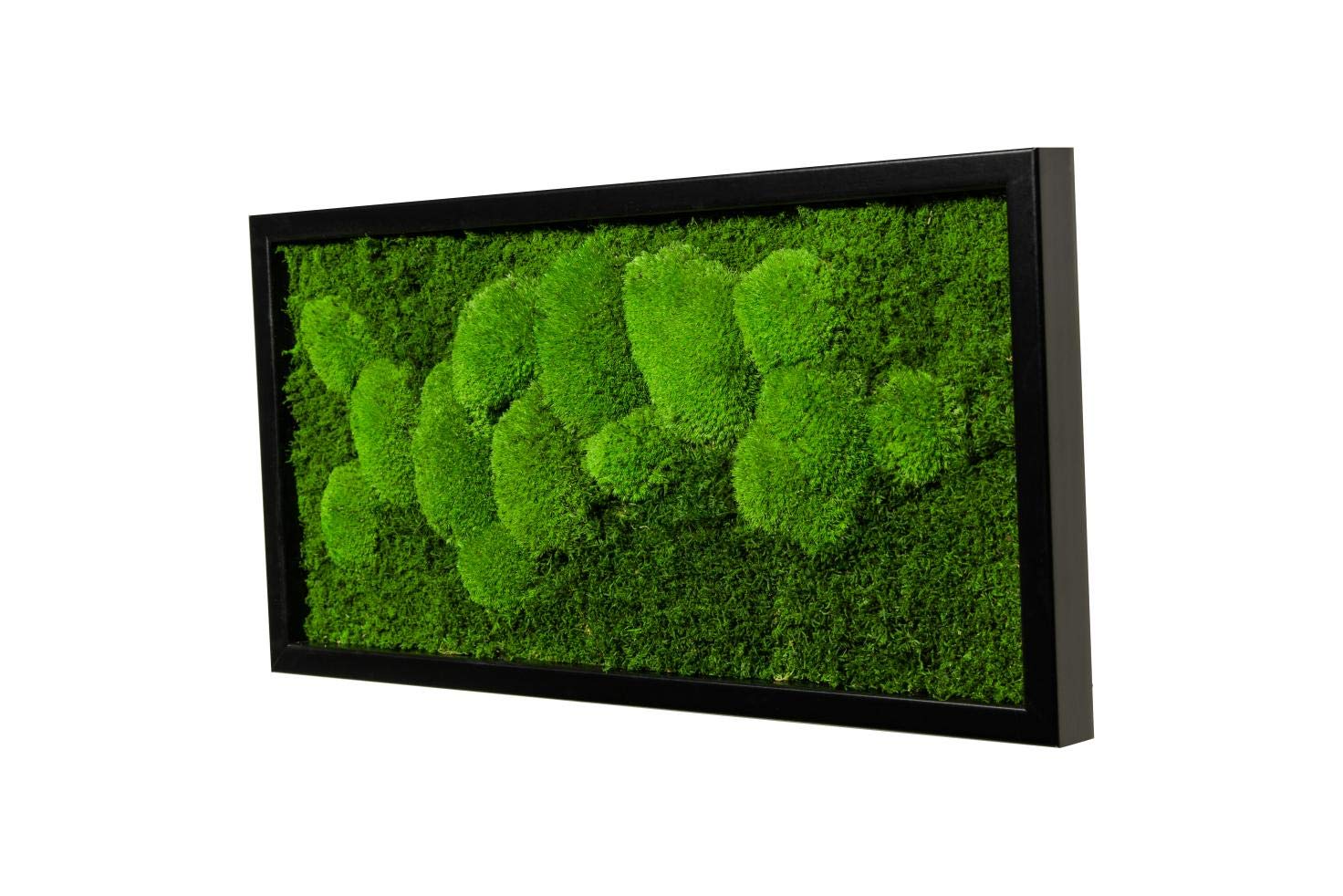 Moosbild Pflanzenbild mit Kugelmoos und Flachmoos versch. Maße günstig (Schwarz, 60x30 cm)