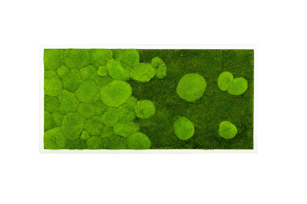 Moosbild Pflanzenbild mit River Design im Verlauf 50% Kugelmoos und 50% Flachmoos rechteckig, Wandbild, Mooswand, Pflanzenbild mit Bollenmoos, Plattenmoos und Holzrahmen (110x55, weiß)