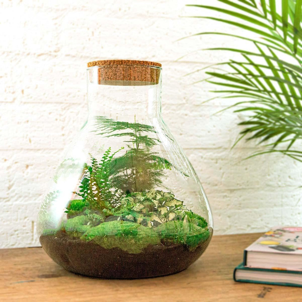 Exotenherz Flaschengarten Sam XL - DIY-Pflanzenterrarium - 35cm hoch