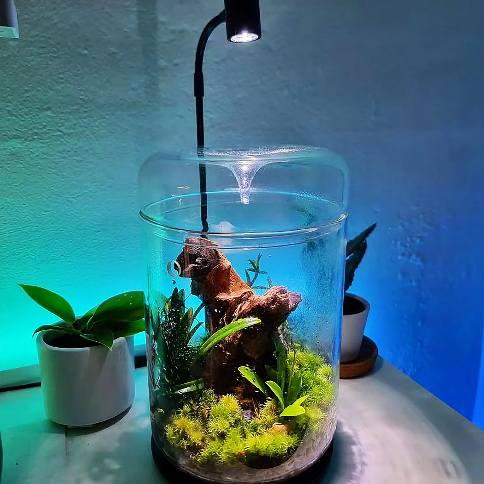 Glas Pflanzen Terrarium 12 x 17.5cm Zoll Sukkulenten Luftplanter Farn Moos Micro-Landschaft Vase für die Dekoration von Zuhause Büro Tischplatte Container mit Deckel Indoor (mit Licht)