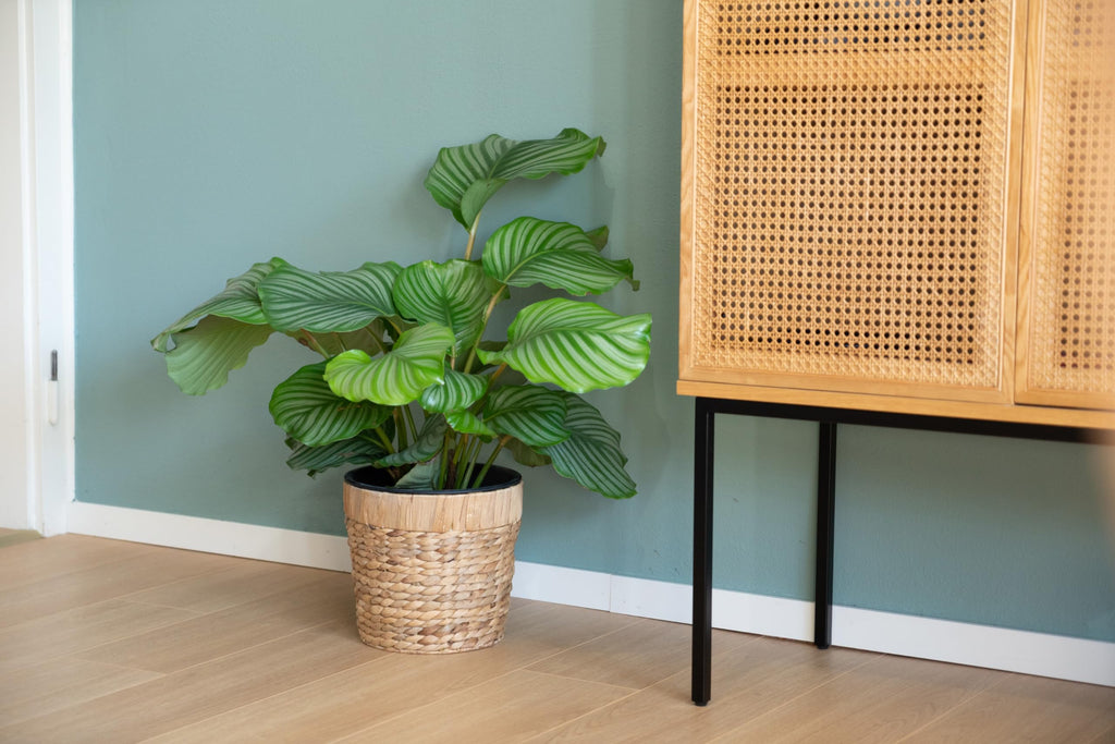 Decorasian 3er Set Blumentopf rund geflochten aus Seegras mit Kunststoffeinsatz zum bepflanzen - Pflanztopf - 16cm + 20cm + 26cm