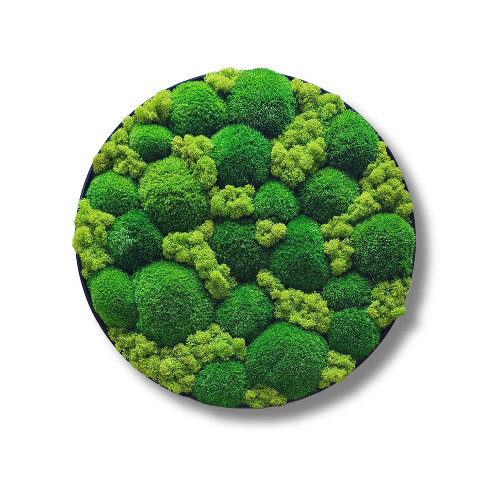 HelloMoss Moosbild mit Rahmen Rund – Wanddeko aus stabilisiertem Moos | Metallrahmen schwarz/weiß | 40/50/60 cm | Naturbild ohne Pflege | Dekoration für Büro & Zuhause (Weiß, 60 cm, Metall)