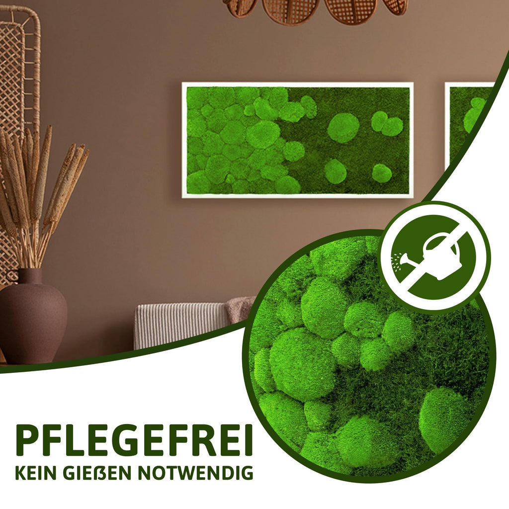 Moosbild Pflanzenbild mit River Design im Verlauf 50% Kugelmoos und 50% Flachmoos rechteckig, Wandbild, Mooswand, Pflanzenbild mit Bollenmoos, Plattenmoos und Holzrahmen (110x55, weiß)