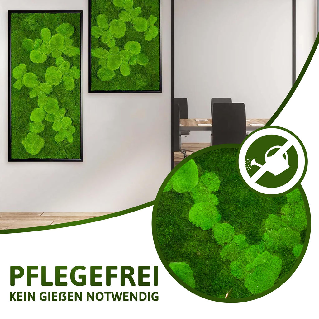 Moosbild Pflanzenbild mit Kugelmoos und Flachmoos versch. Maße günstig (Schwarz, 60x30 cm)