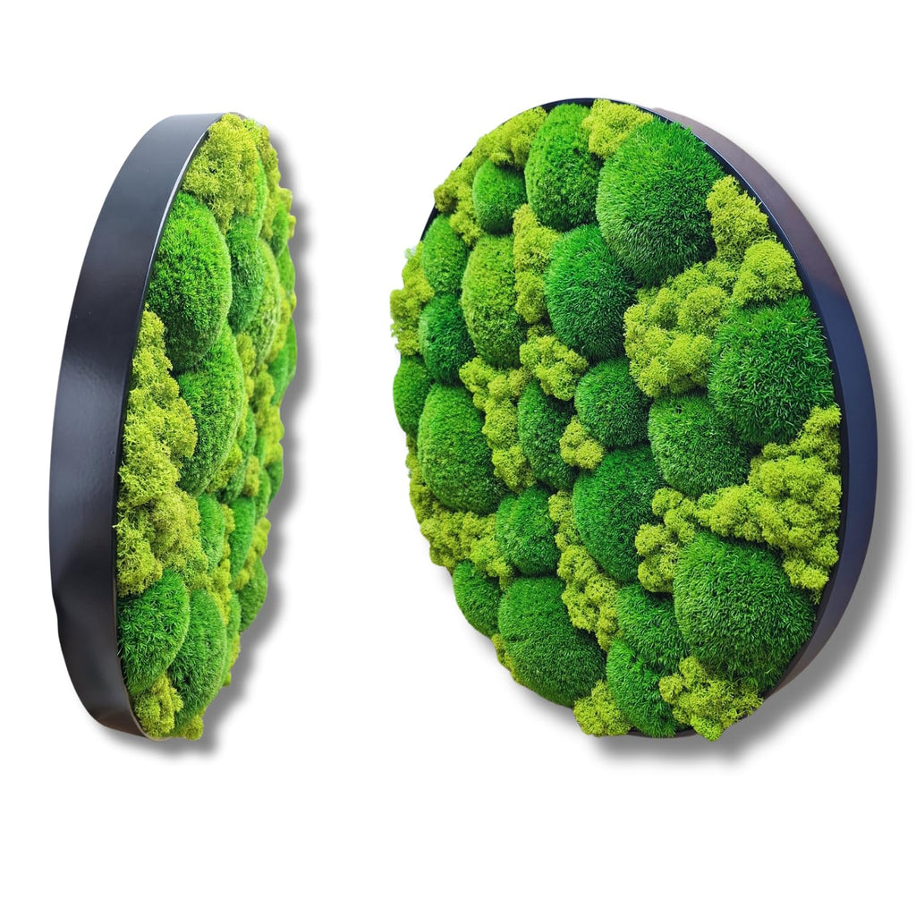 HelloMoss Moosbild mit Rahmen Rund – Wanddeko aus stabilisiertem Moos | Metallrahmen schwarz/weiß | 40/50/60 cm | Naturbild ohne Pflege | Dekoration für Büro & Zuhause (Weiß, 60 cm, Metall)