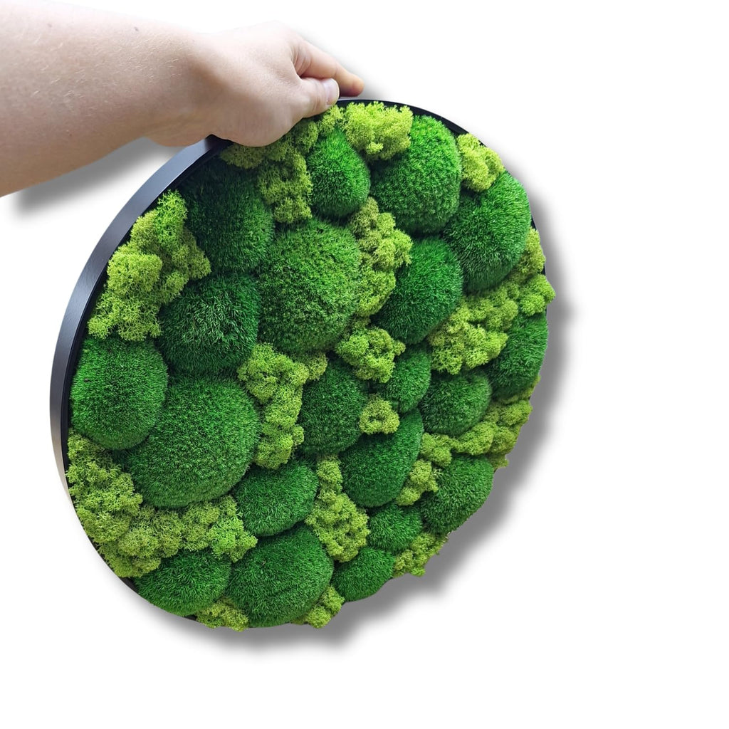 HelloMoss Moosbild mit Rahmen Rund – Wanddeko aus stabilisiertem Moos | Metallrahmen schwarz/weiß | 40/50/60 cm | Naturbild ohne Pflege | Dekoration für Büro & Zuhause (Weiß, 60 cm, Metall)