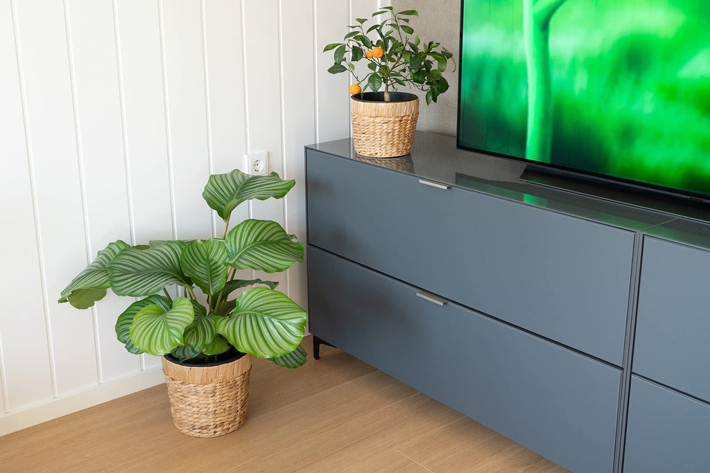 Decorasian 3er Set Blumentopf rund geflochten aus Seegras mit Kunststoffeinsatz zum bepflanzen - Pflanztopf - 16cm + 20cm + 26cm