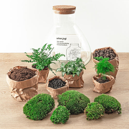 Exotenherz Flaschengarten Sam XL - DIY-Pflanzenterrarium - 35cm hoch