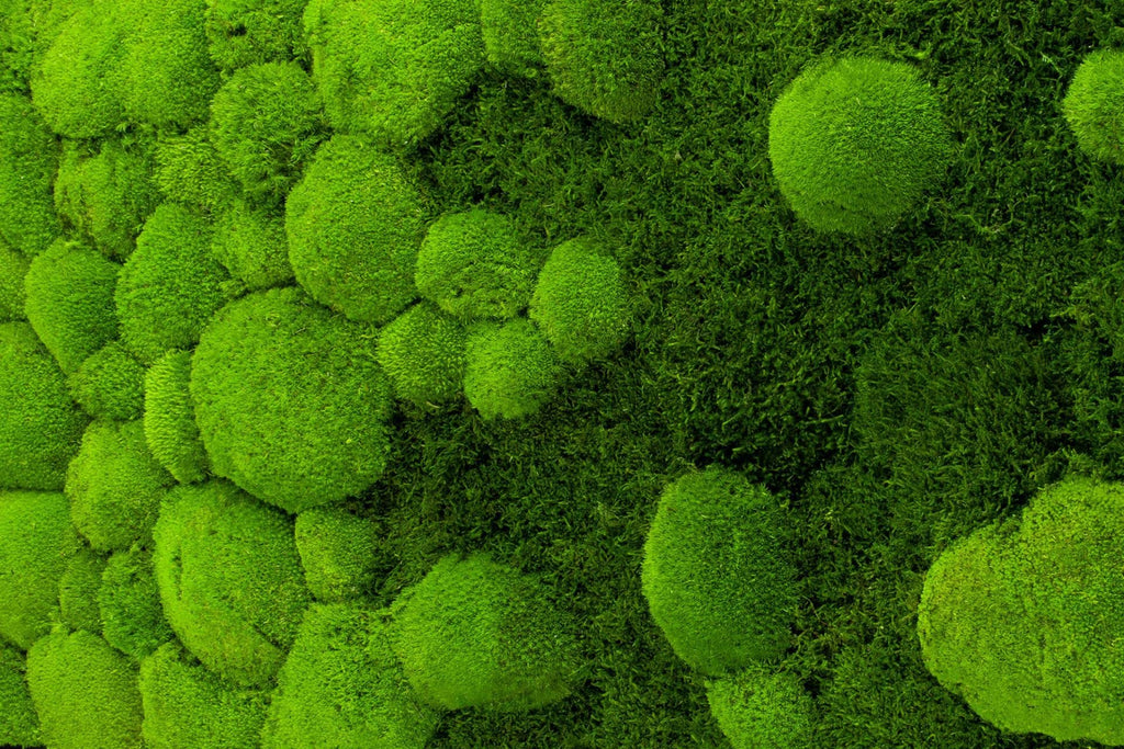 Moosbild Pflanzenbild mit River Design im Verlauf 50% Kugelmoos und 50% Flachmoos rechteckig, Wandbild, Mooswand, Pflanzenbild mit Bollenmoos, Plattenmoos und Holzrahmen (110x55, weiß)