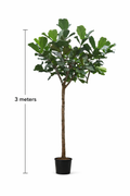 Violinfigen Ficus lyrata Ø60 cm potte